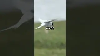 international migratory birds Day 10th may #invideo #birds #migratorybird #saveanimals
