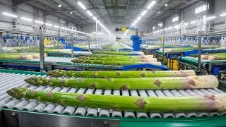 Inside the Asparagus Factory | Delicate Spears Precise Timing