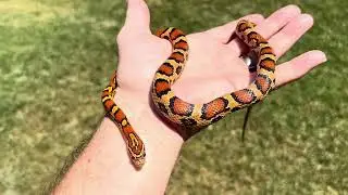 Ruby, the Okeetee Corn snake