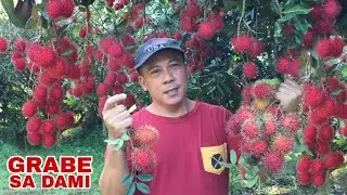 GRABE ANG DAMI NG BUNGA *WAG PALAMPASIN ITO!* | Biyaherong Batangueño