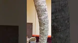 Coconut tree cutting part 3 2026 01 19 at 10 02 06