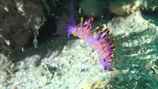 Cuthona nudibranch