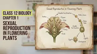 Sexual Reproduction in Flowering Plants | NCERT Easy Way
