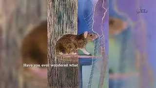 Animal Symbolism: The Symbology of a Rat, and a Message from the Oracle