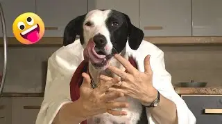 Dream As a Human One day | Best Funny Cats & Dogs Animal Zen 🐶😹 Your Laughter Dose