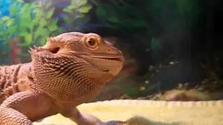My Bearded Dragon Eating !