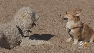 City Invites Pet Owners To Chime In On Future Dog Parks In Denver