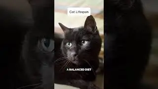Cat average lifespan | How long cats can live? #cat #catlover #funny #catlovers #pets