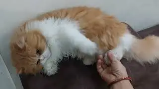 Your Claw is annoying  🙄 funny 🐈 caturday fun viral video