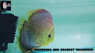 IMP HIGHBBODY RED SCARLET SNAKESKIN 🐠