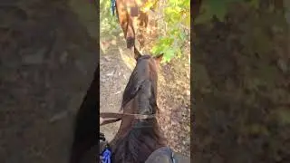 Falling Waters Horse Camp, Arkansas, Fall 2024
