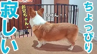 一人暮らしの長男がアパートへ帰った後はちょっぴり寂しくなるコーギー犬