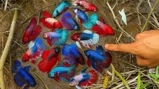 Unique Lotus Lake Fishing | Betta Fish and Wild Catch Surprise With a lot of Betta Fish 