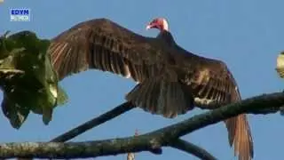Gallinazos cabeza roja * Turkey Vulture