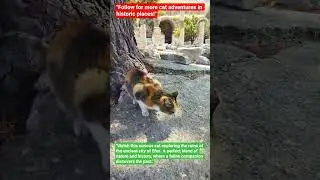 Cat Exploring Ancient Ruins - Efes Ancient City