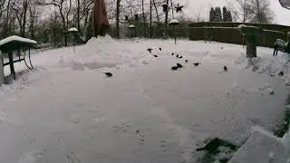 snowmageddon 2021