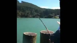 20kg+.kingfish.  Cornwallis. Westcoast