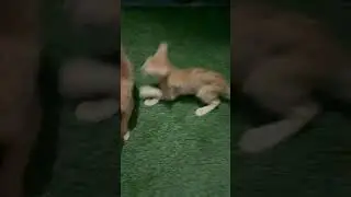#fun #time #with #kitten #like #art#pure #creature #cat #cats #catsshorts #viral #trending #happy