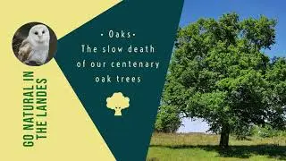 The slow death of our centenary oak trees