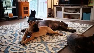 Teaching my daughter how to Respect the dogs during Play.