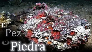 El Pez Piedra: El pez m&aacute;s venenoso del mundo