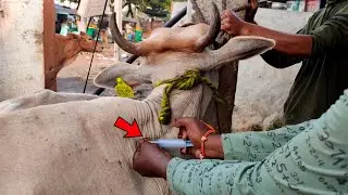 Cow Video | Moxel Injection 3000 Mg | Treatment of Cow Udder & Teats Problem