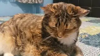 Ultimate Cat Bliss: Watch This Adorable Feline Get Pampered with a Brush!