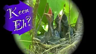 Baby Cedar Waxwings in Hazelnuts