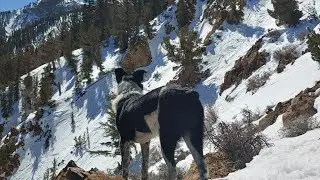 Splitboarding in the Mammoth backcountry
