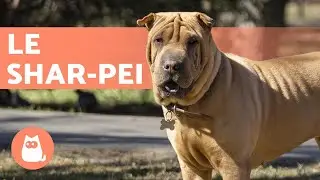 SHAR-PEI 🐶🐾 (Origine, Caract&eacute;ristiques et Soins)