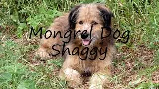 How to say Mongrel Dog Shaggy in English?