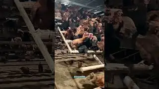 Как грамотные фермы заботятся о здоровье и благополучии кур 😳