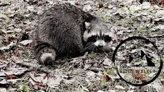 Dog proof raccoon trap success [How-to] [predator control]