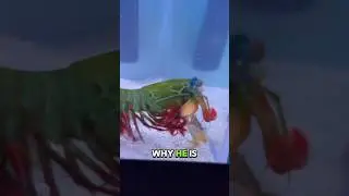Креветка-богомол наносит брутальный нокаут крабу-скрипачу🥊🦐🤯 #животные #рыба