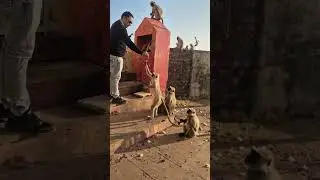 #Trending#Savitri#Mata#Temple#pushkar#Monkeys#Feeding#Carrot#Awesome#Trend#Short#Video#