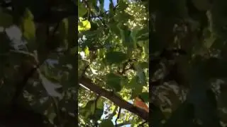 The Sound of Wind and Leaves - Camilla