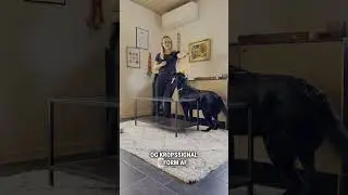 Sådan lære du din hund at Bakke på signal.