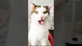 Funny Animal Moments That Never Fail to Make You Laugh #funny #cat #funnycomedy #funnyshorts