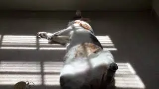 I poured water on this sleeping cat