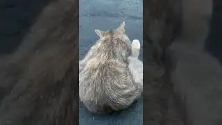 Cat Gets Jealous Seeing Owner Pet Another Cat