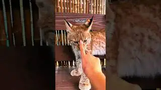 Big cat friends with her  #animallovers #princess #bobcat #catvideos #shhorts