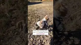 Who know whom to share the video😂 #dog # #funnyshorts #murphy #shorts
