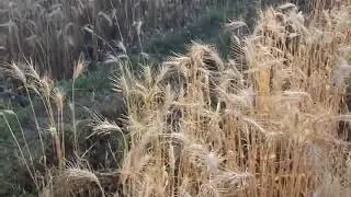 Wheat in Chhan Morian J&K 2020