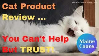 Maine Coon Cat Heating Pad: Product Review