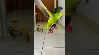 My parrot knows how to skateboard #birds #parrot #skateboarding #skate #skateboard #animalshorts
