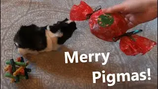 MERRY PIGMAS!