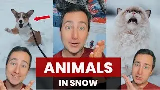 Animals: First Time Seeing Snow | Taylor Nikolai Compilation