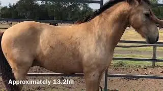 Buckskin Pony