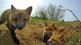 Timelapse Animals Fox in Lexington Kentucky