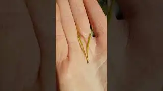 lodgepole pine (Pinus contorta)